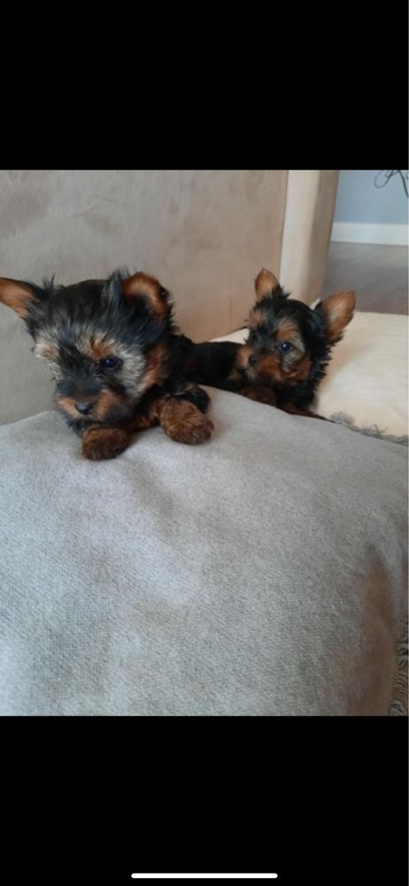 Yorkshire Terrier miniaturka