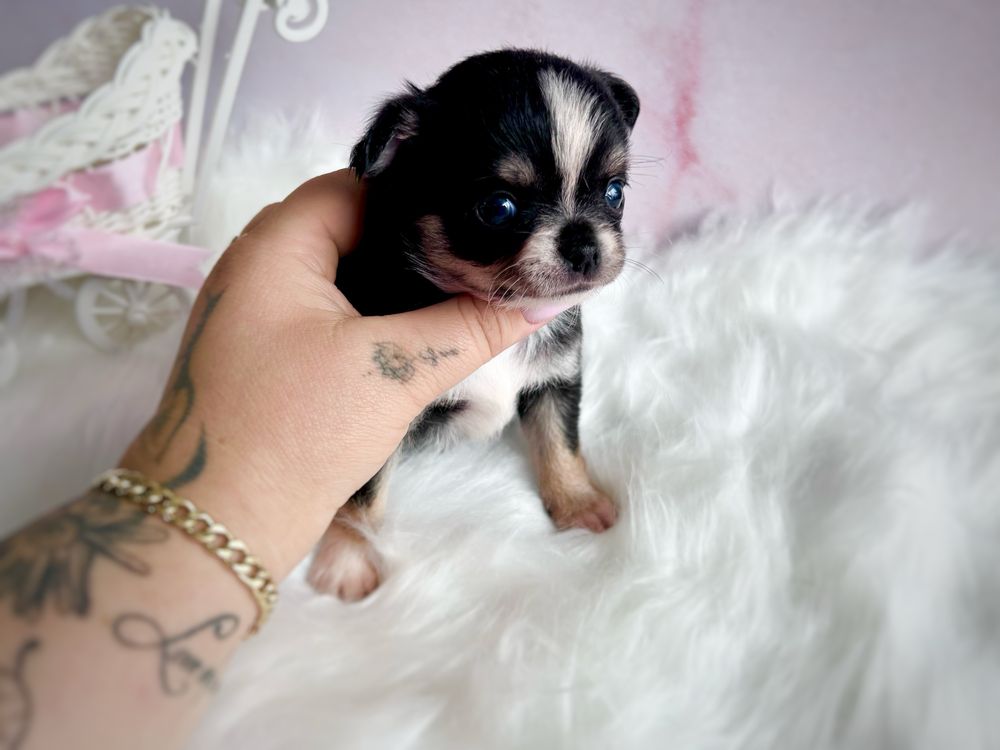 ***Prześliczna dziewczynka chihuahua tri color***