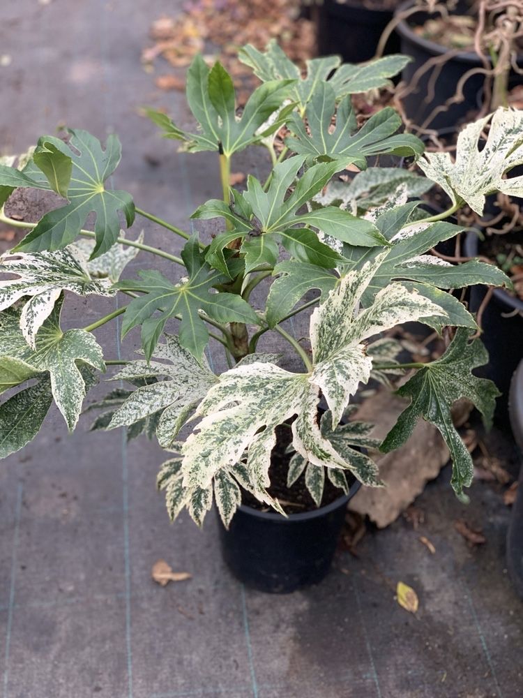 Fatsia Spider zimozielona