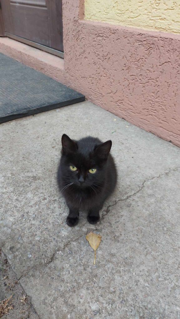 Віддаю кошенят безкоштовно