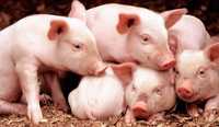 Поросята домашние 1.5 мес кабанчики свинки