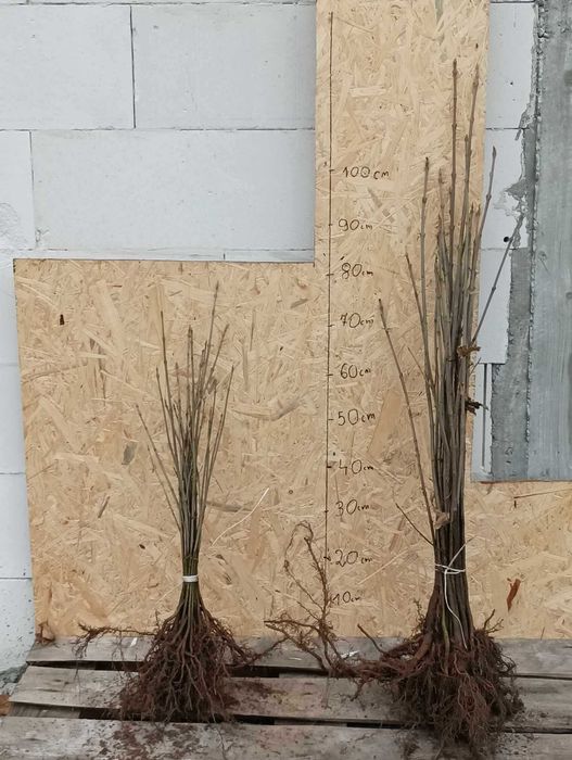 KLON JAWOR acer pseudoplatanus sadzonki 20-40 cm