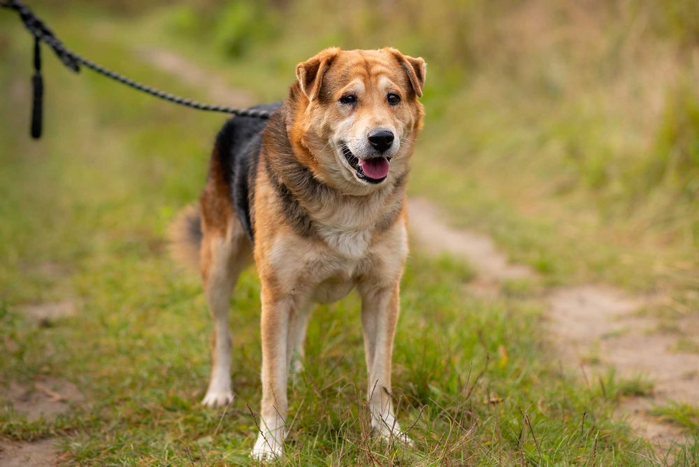 DEACON - przytulaśny przyjaciel