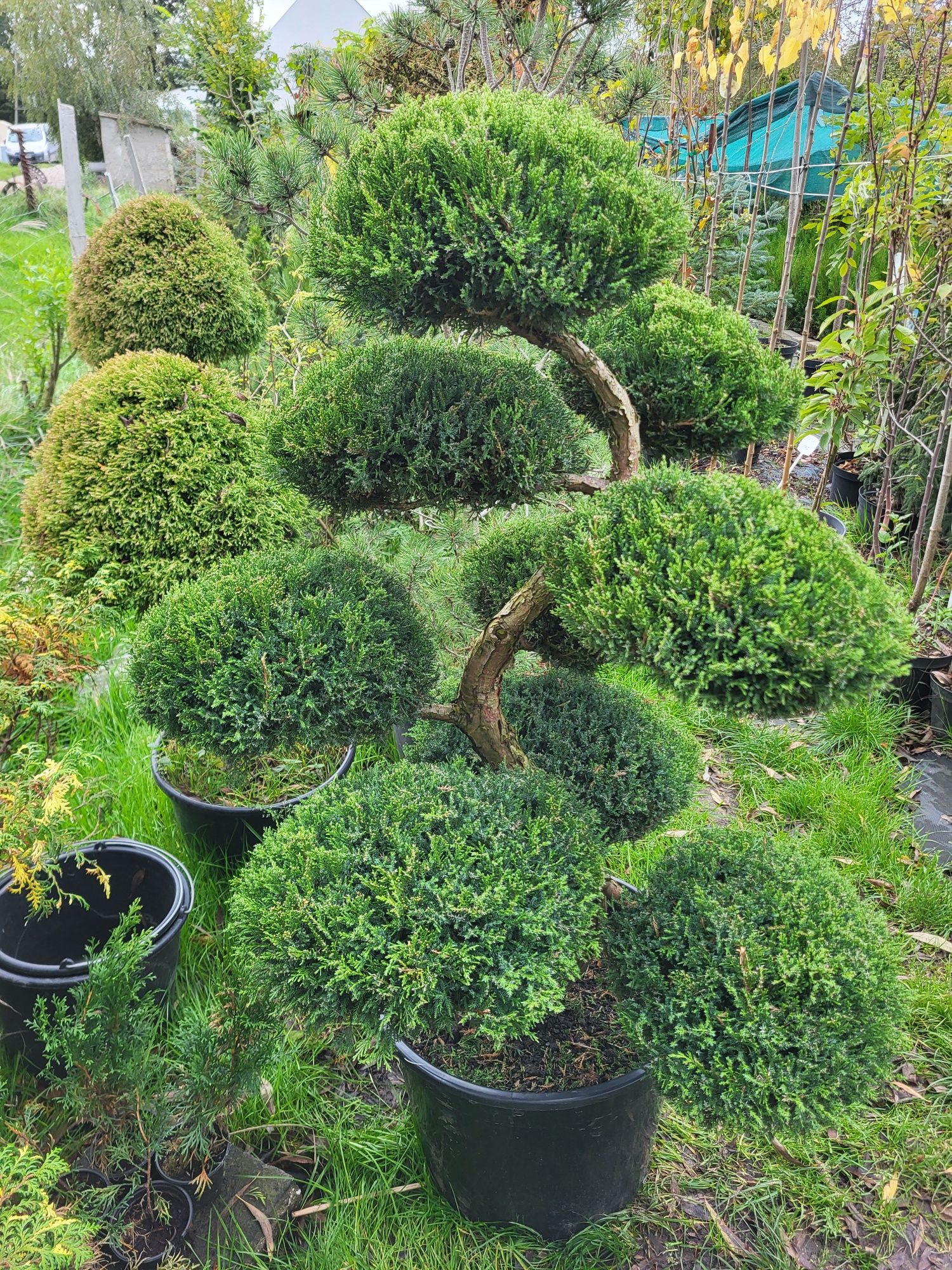 Bonsai Niwaki, drzewka formowane