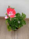 Pelargonia angielska
