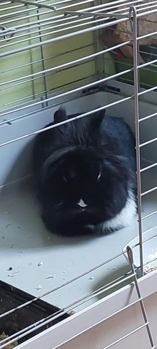 Oddam króliczka miniaturkę samca