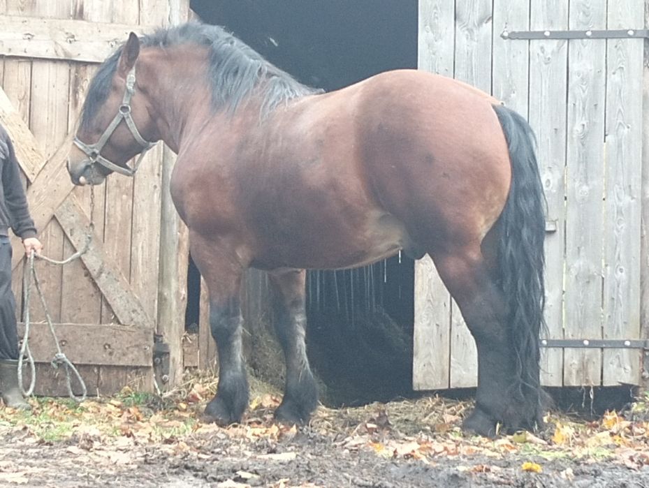 Sprzedam krowy cielne