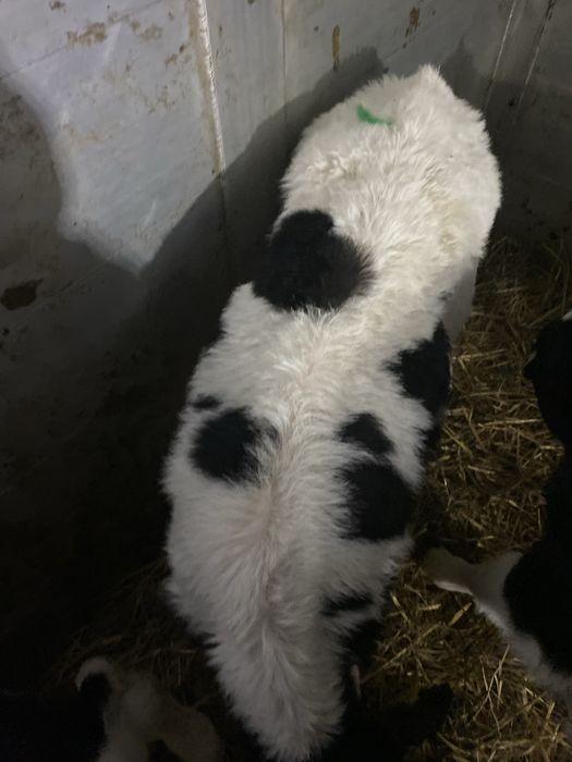 Jałówki 3 sztuki sprzedam