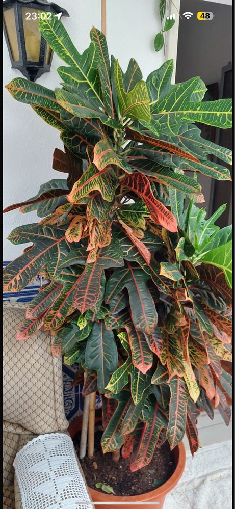 Planta CROTON COM  1,60 DE ALTURA