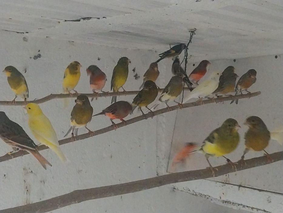 Canarios machos e fêmeas