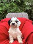 Hiszpański Pies Dowodny ZKwP/FCI   (nie lagotto, doodle)