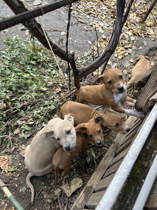 Щенки Стафорда за символическую цену
