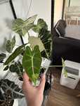 Alokazja Frydek Variegata