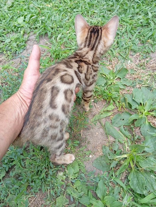 Бенгальский мальчик шоу класса