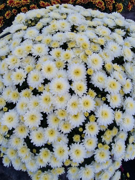 Chryzantemy drobnokwiatowe