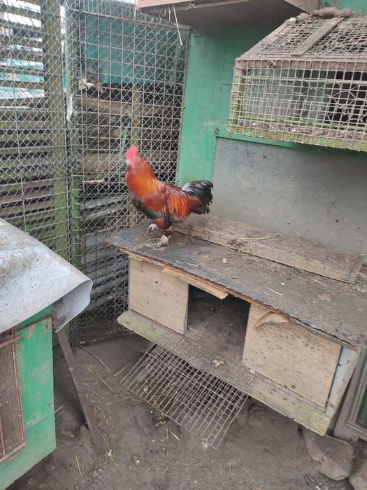 Koguty ozdobne młode