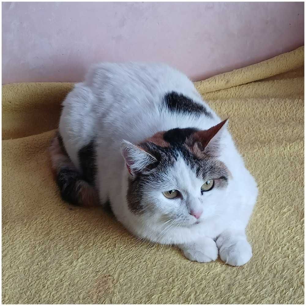 Kotka Tina szuka domu, 3 lata, trójkolorowa
