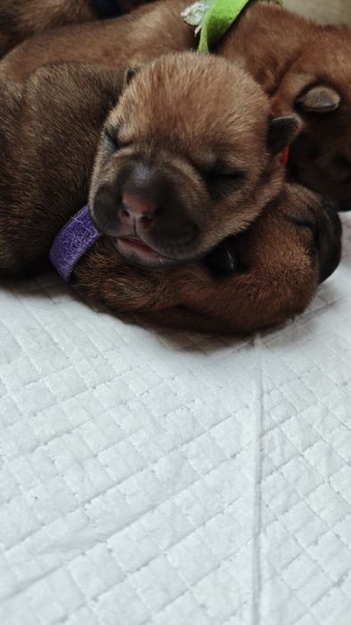 Szczenię ,pies Shar Pei