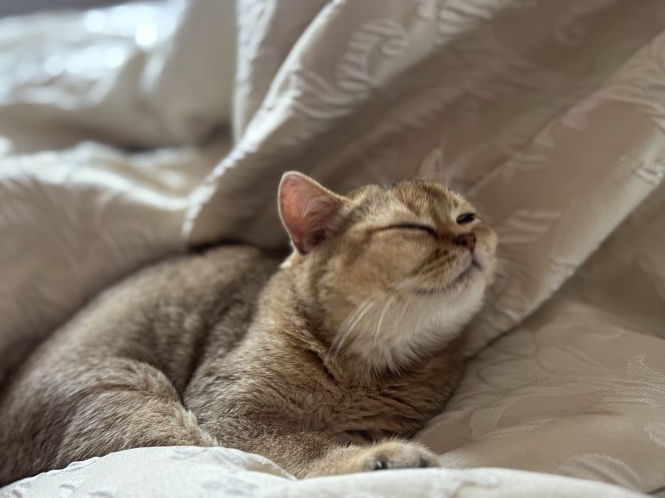 Котик золота шиншила — щеплення, паспорт, ручна красуня 4 місяці