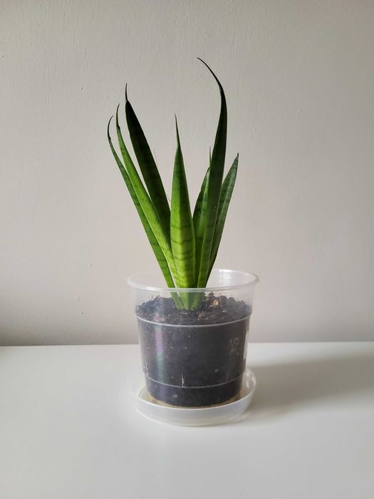 Sansevieria Comet Green Parrot    [nr 3]