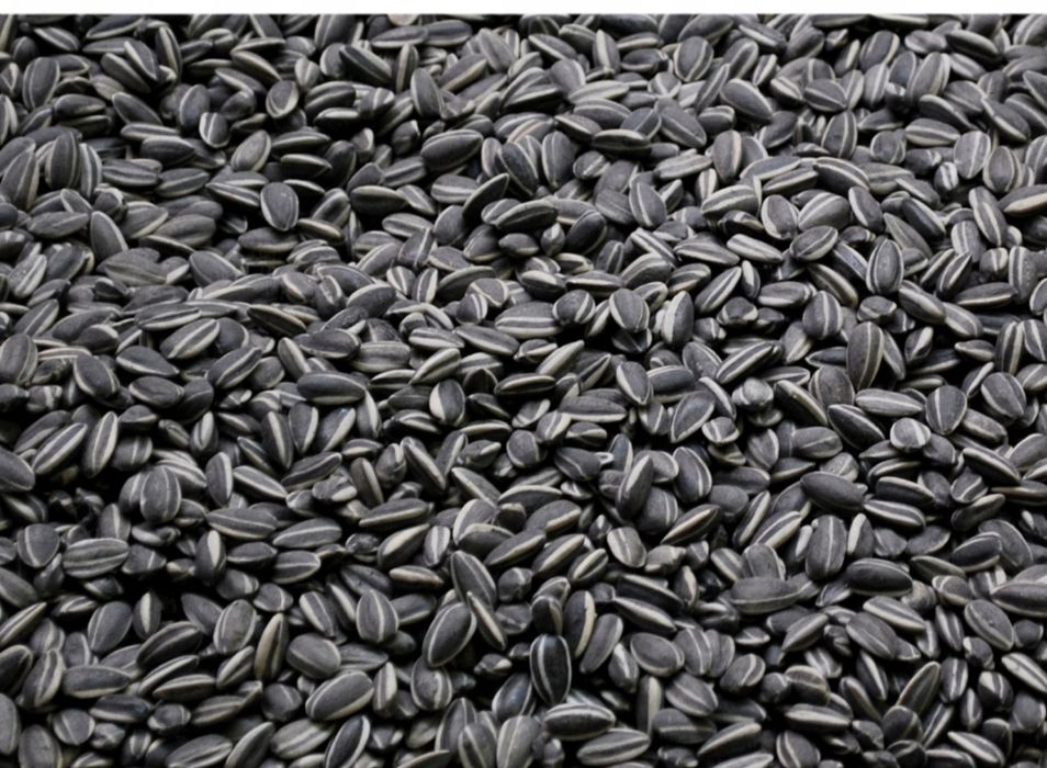 Nasiona słonecznika