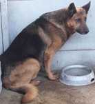 Lerwin pies w typie owczarka niemieckiego do adopcji