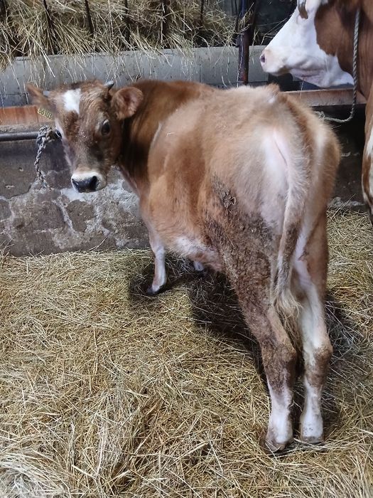 Byk, byczek 5 miesięcy czerwono-biały mieszaniec do hodowli