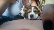 Śliczne Beagle tricolor