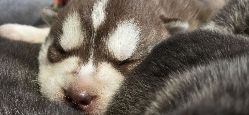 Siberian Husky! Rezerwacja maluszków!