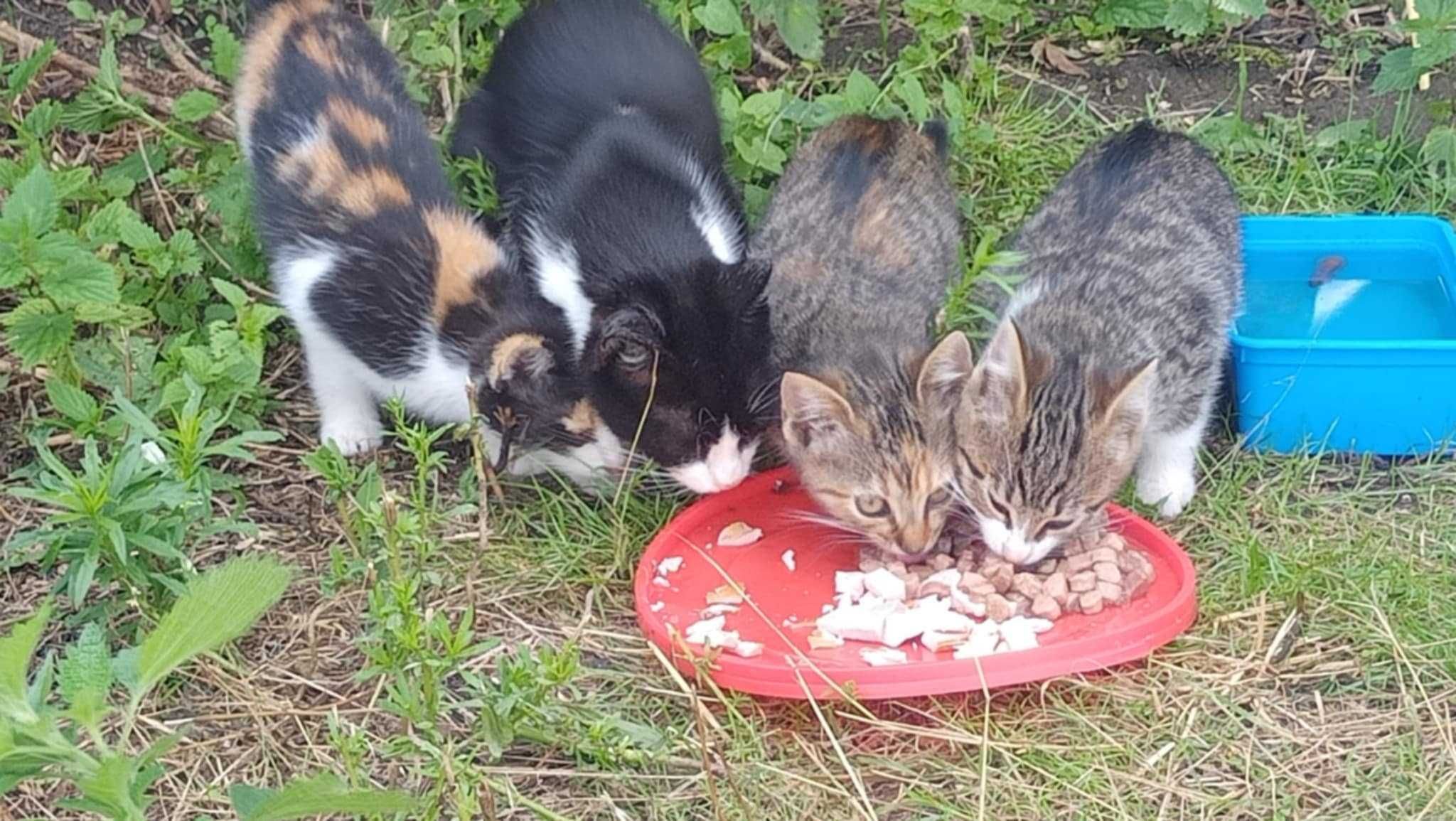 Kotki do adopcji Plock
