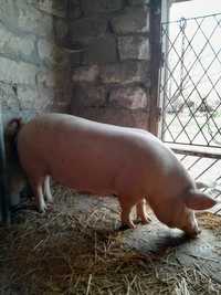 Продам свиноматок первісток