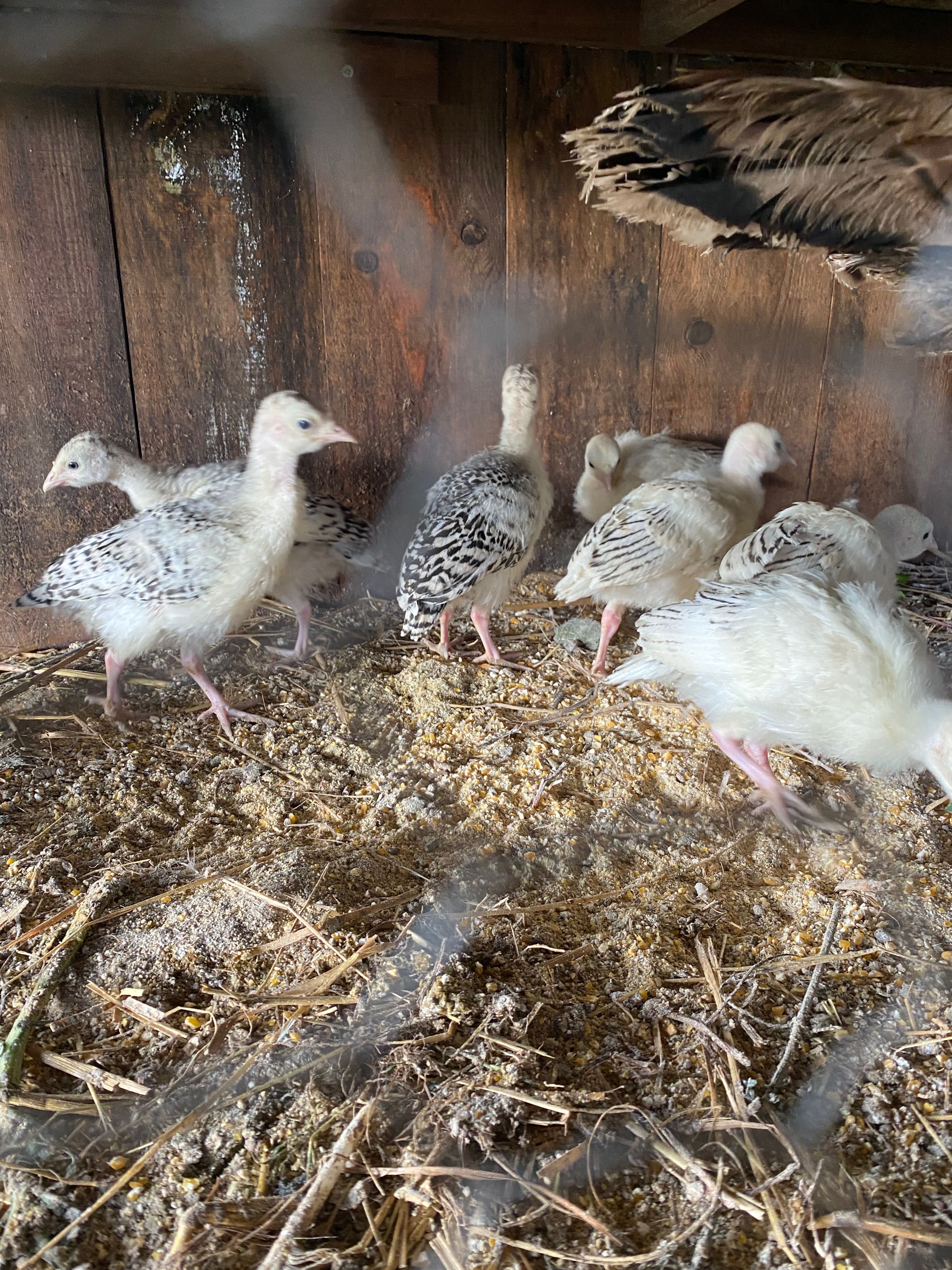 Ovos de Peru e patos mudos Galados