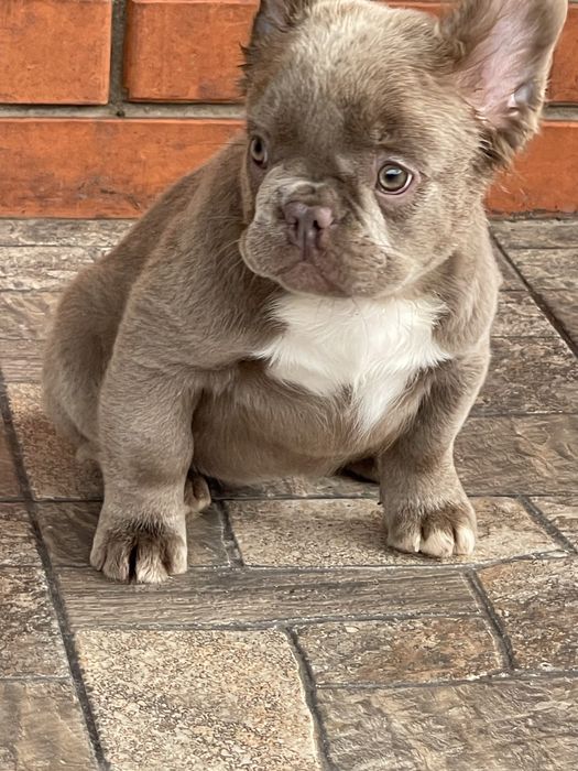 Красавица француженка флаффи Изабелла