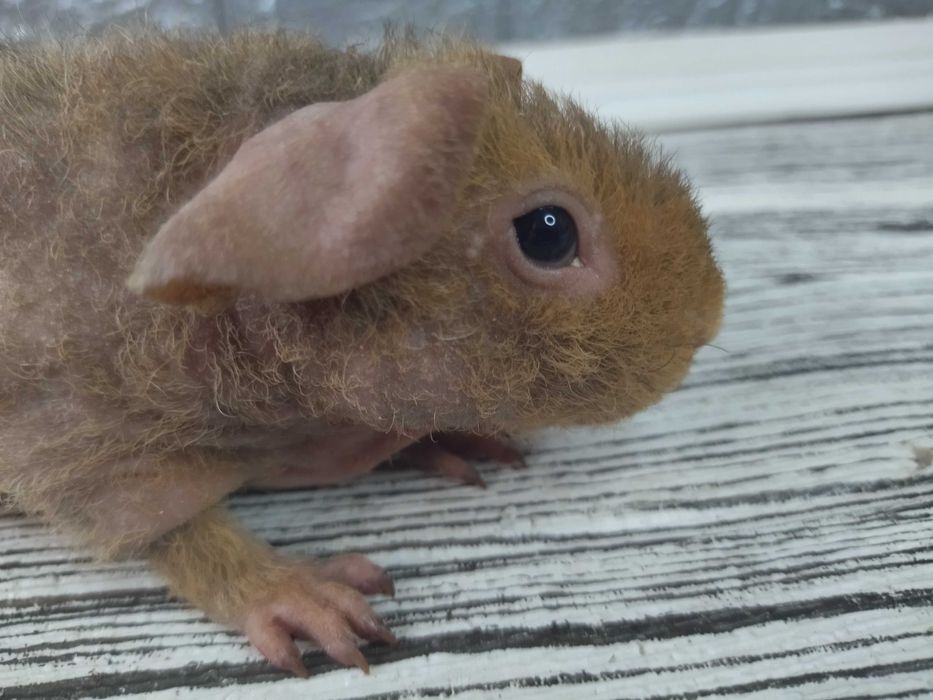 Морская свинка скинни, мальчик маленький