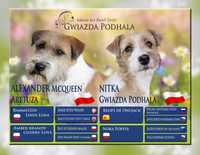 Szorstki jack russell terrier ZKwP/FCI