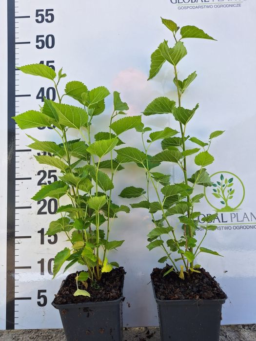 Morwa biała /  Morwa czarna Morus alba /Morus nigra doniczka P9