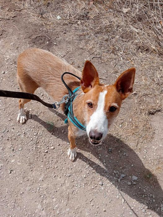 Mingo - cão médio para adoção