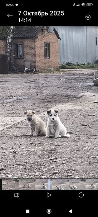 В добрі руки цуценята