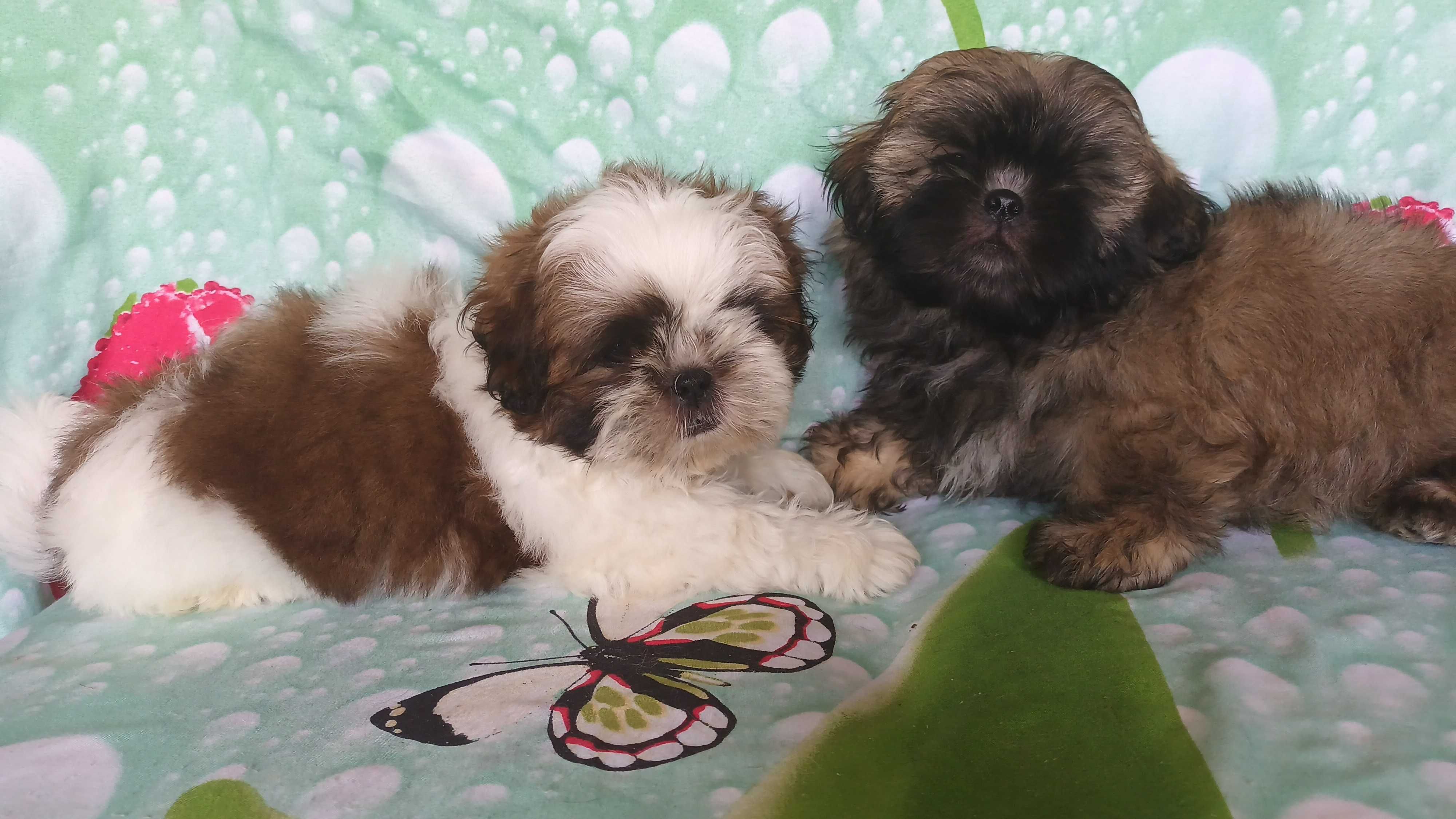 Shih Tzu puchaty piesek gotowy do odbioru