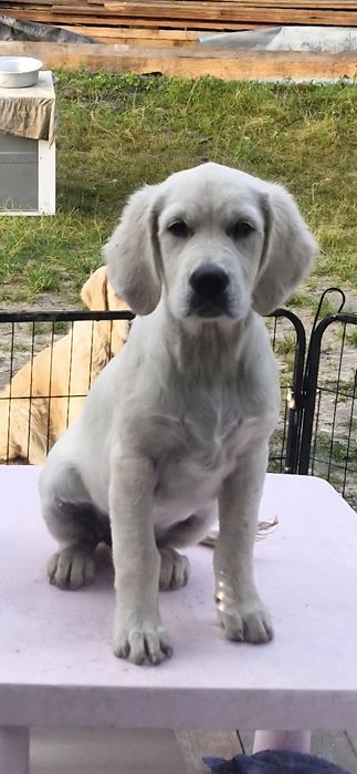 Golden Retriever FCI suczka