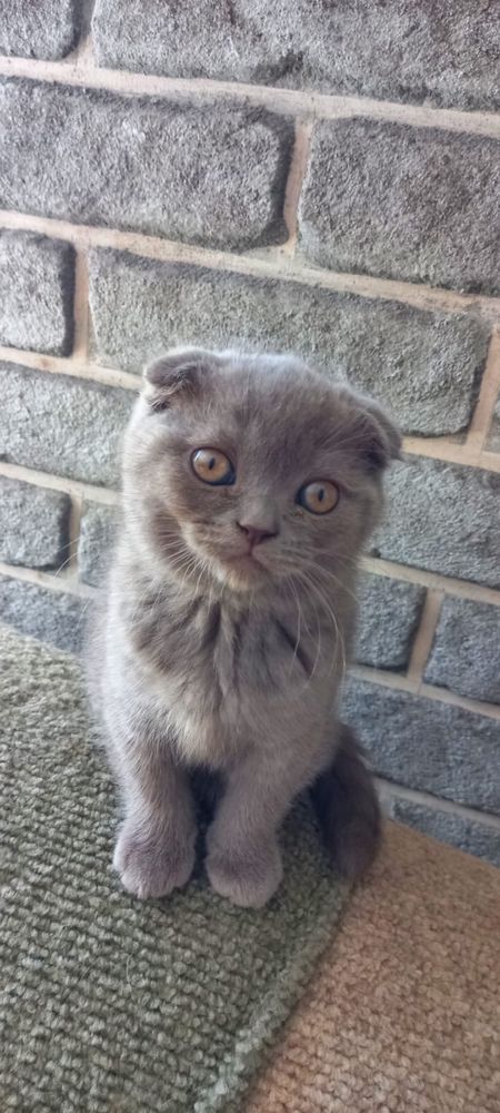шотландські кошенята