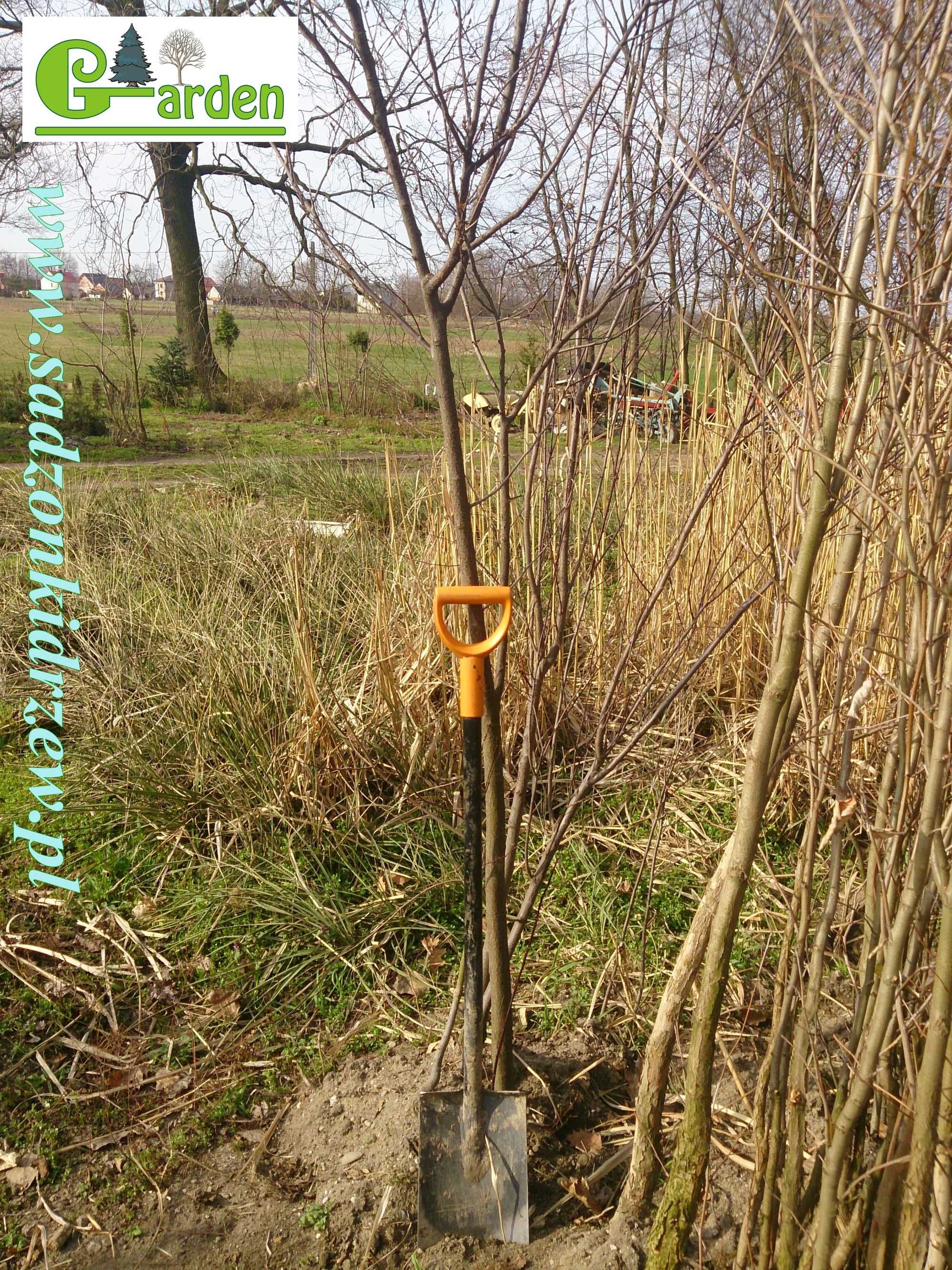 Lipa drobnolistna Sadzonki obw. pni 6-8,8-10,10-12,12-14,14-16 cm.Duże