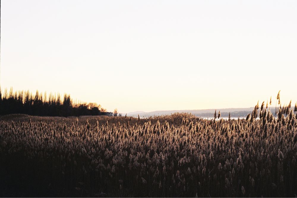 Olympus OM-10 with Zuiko 50mm f1.8 стан нового