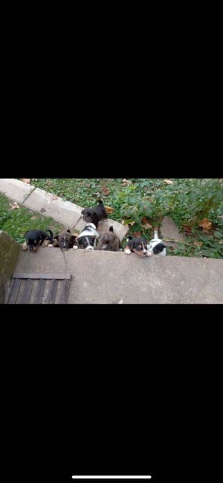 Цуцики німецької Овчарки безкоштовно