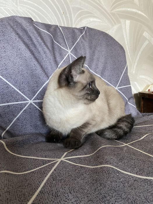 Кошеня в добрі руки