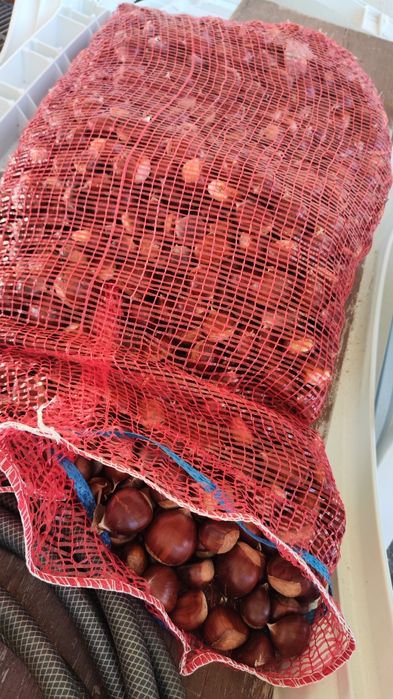 Castanhas de Viseu