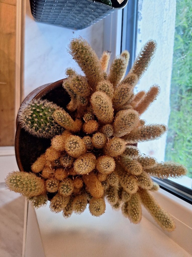 Kaktus mamilaria