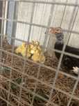 Vendo Patos caseiros