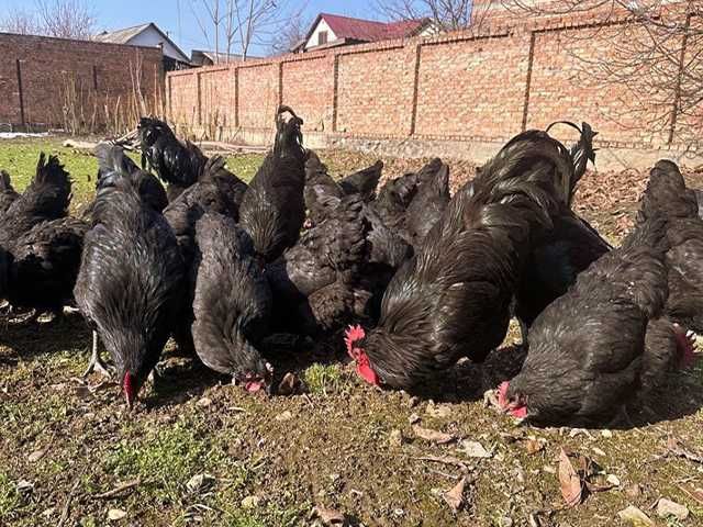 Інкубаційне яйце (курчата). Джерсійський гігант: чорний, блакитний.