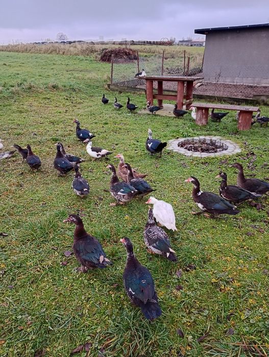 Kaczki piżmowe z wiosennego wylęgu